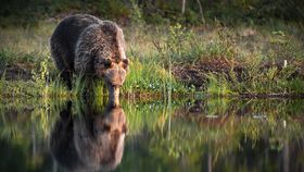 VIDEO Legea care de undă verde pentru vânarea urșilor a fost adoptată în Parlament. Aceasta va intra în vigoare, după ce va fi promulgată de președintele Klaus Iohannis